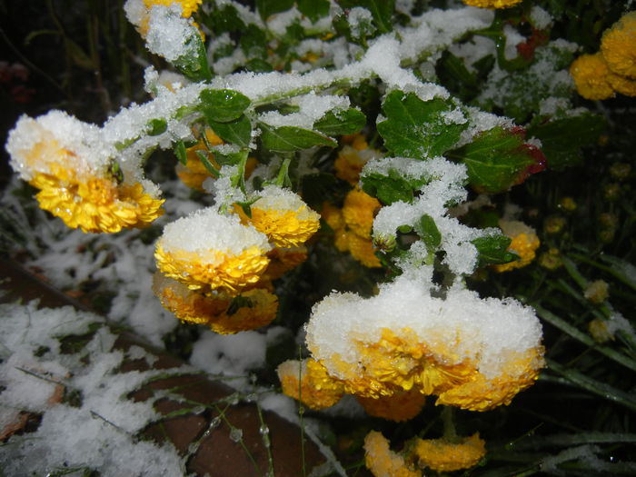 Yellow Chrysanthemum (2014, Oct.25)