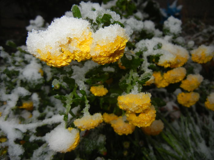 Yellow Chrysanthemum (2014, Oct.25)