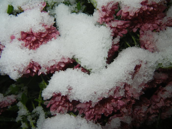 Dark Pink Chrysanth (2014, Oct.25)