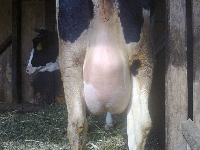 Fotografie4620 - vitea holstein montata de 2 luni