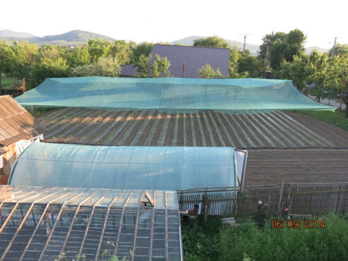 am inceput plantarea - GRADINA MEA 2014