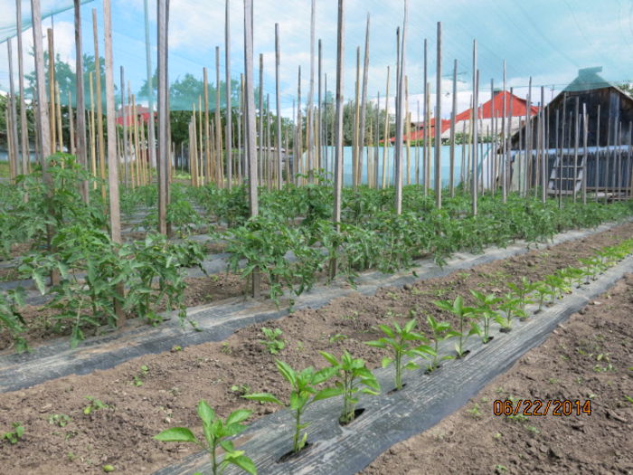 si plantutele incep sa creasca...