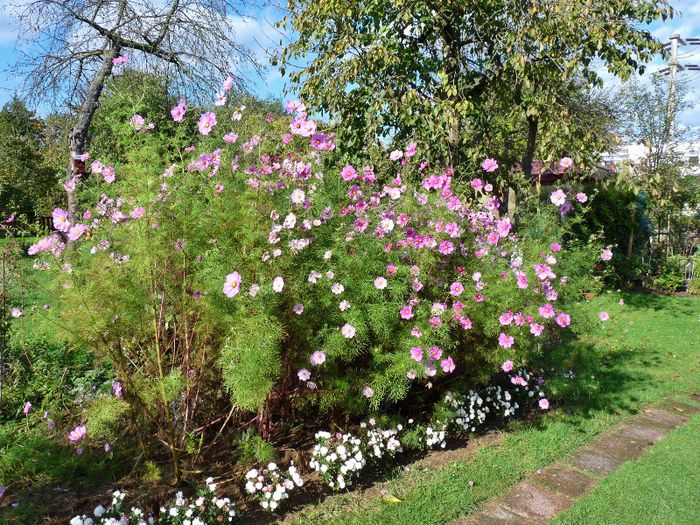 ; P1540349 (800x600)
