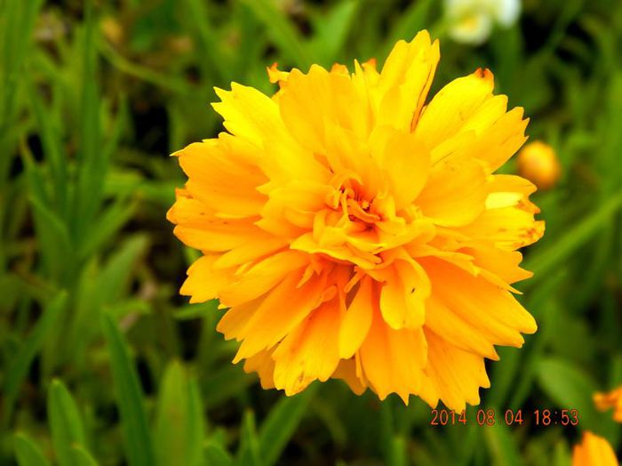 Coreopsis-Early-Sunrise-1 - 2014