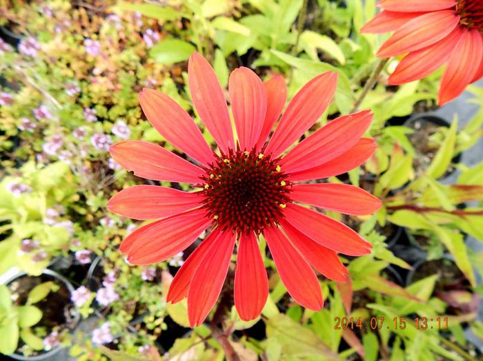 Echinaceea-Cheyenne-Spirit-1