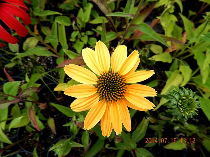 Echinaceea-Cheyenne-Spirit-2