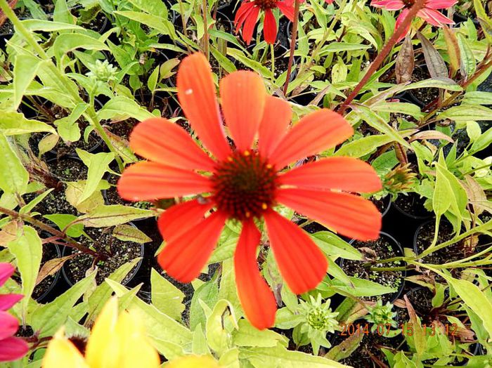 Echinaceea-Cheyenne-Spirit-3