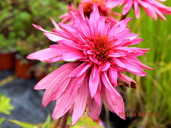 Echinaceea-Doubledecker-1