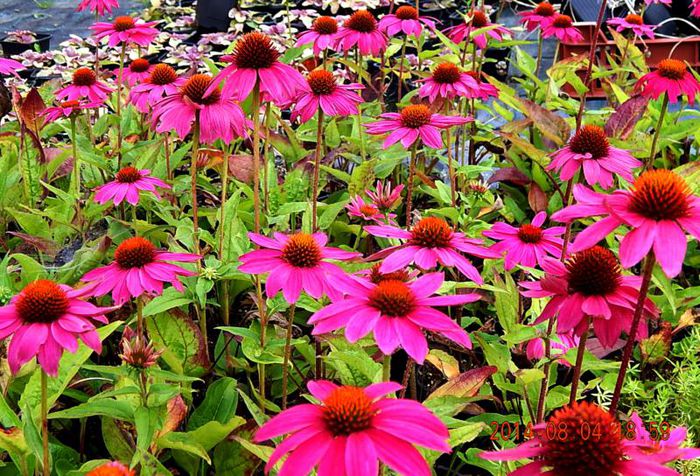 Echinaceea-Pow-wow-Wild-Berry-1