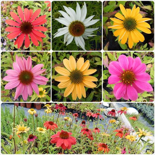 Echinaceea-show-1