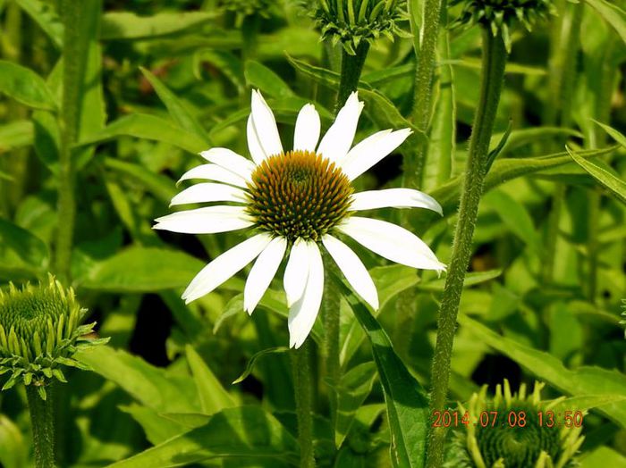 Echinaceea-White-Swan-1