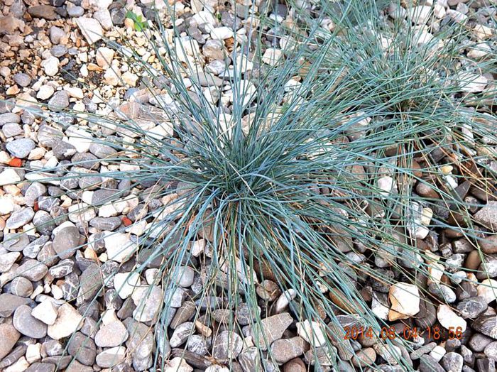 Festuca-glauca-1