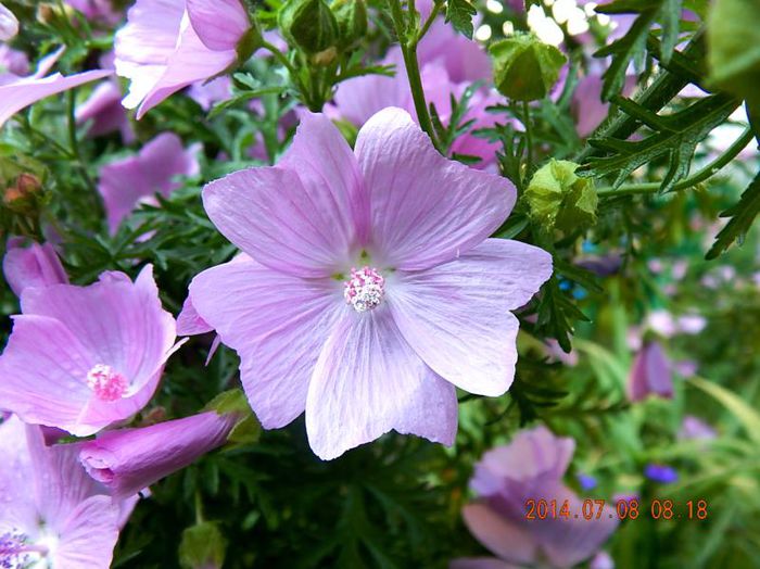 Malva-moschata-Rosea-1 - 2014