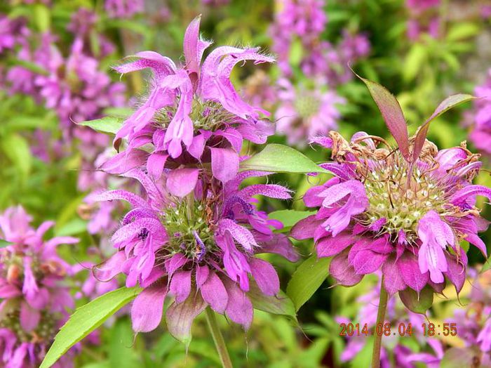 Monarda-Lambada-1 - 2014