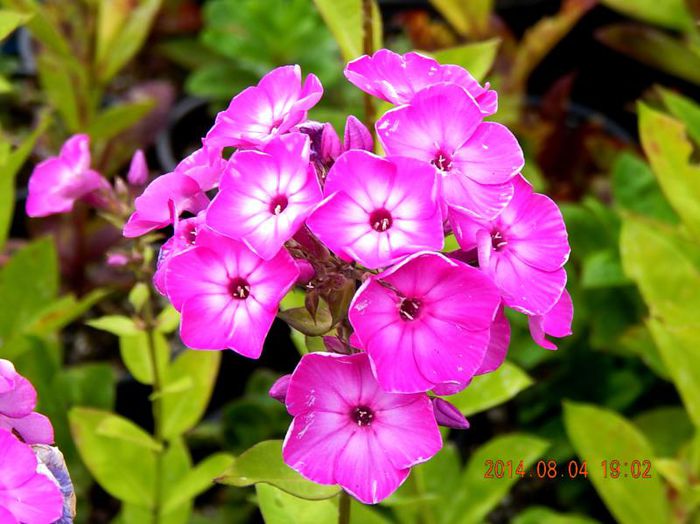 Phlox-paniculata-Pink-Eye-1 - 2014