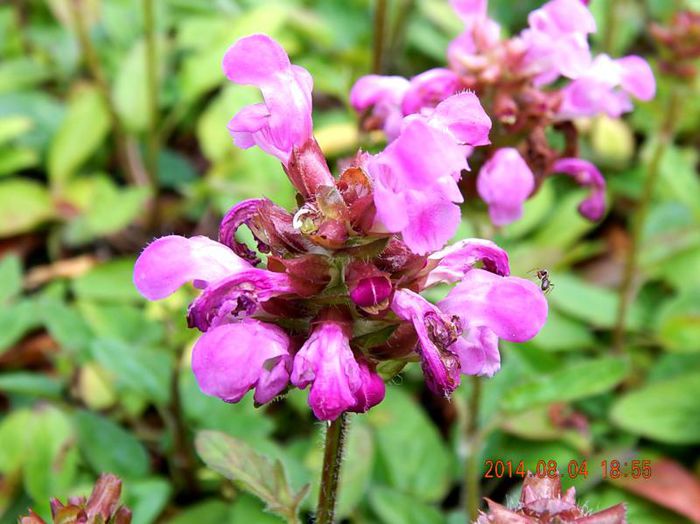 Prunella-Bella-Rose-1