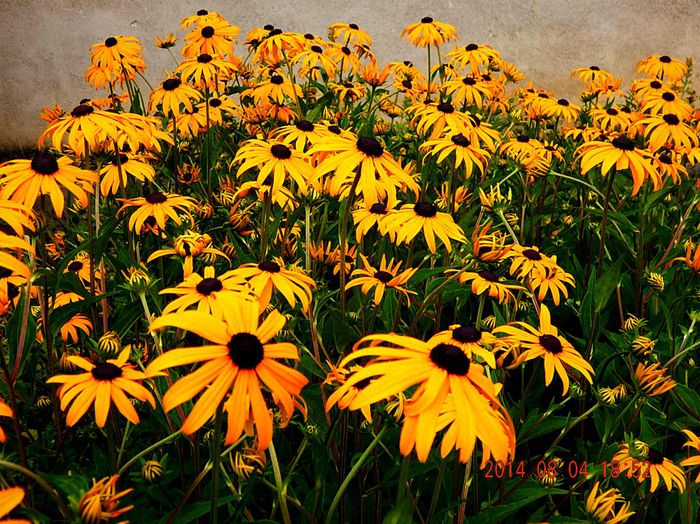 Rudbeckia-Goldstrum-1