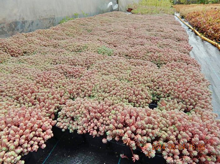 Sedum-hispanicum - 2014