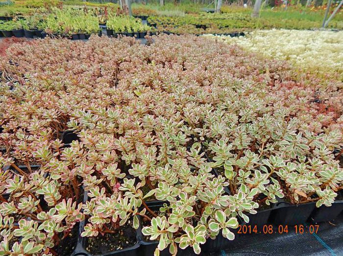 Sedum-spurium-Tricolor