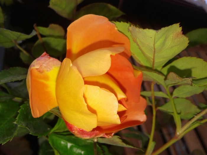 20141022_161729 - Dimov 13 catarator-English rose -Pat Austin
