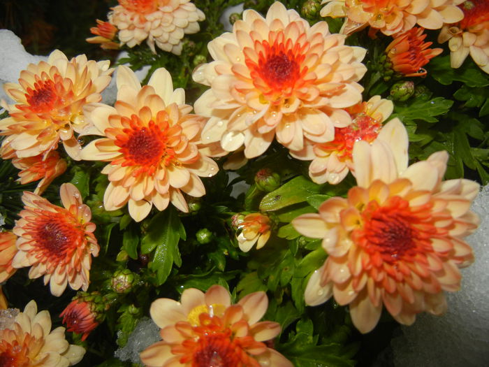 Orange Chrysanthemum (2014, Oct.26)