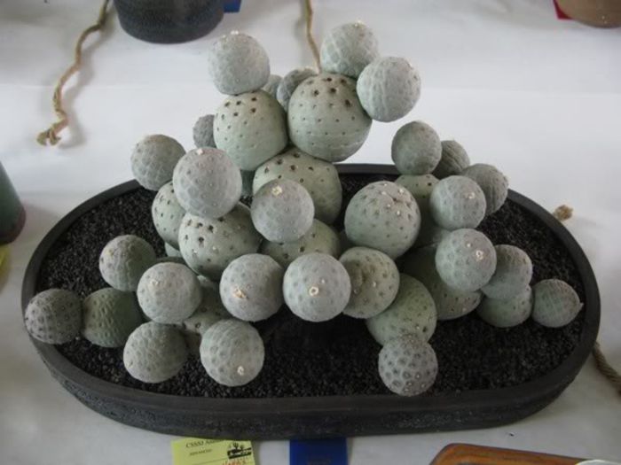 Tephrocactus geometricus - ao-alte seminte rare