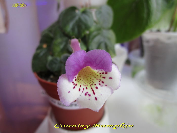 Country Bumpkin (27-X-2014) - Sinningii 2014