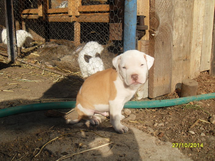 SDC14125 - poze catelusi pitbulll