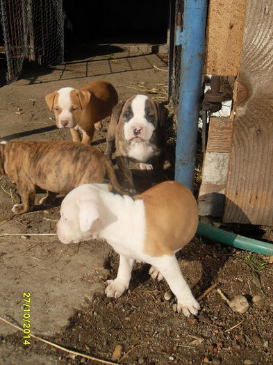 SDC14131 - poze catelusi pitbulll