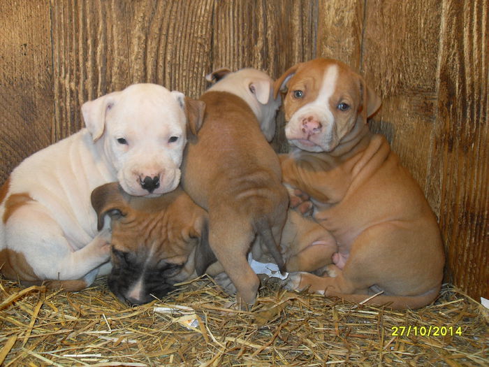 SDC14134 - poze catelusi pitbulll