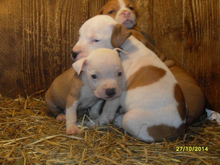 SDC14140 - poze catelusi pitbulll