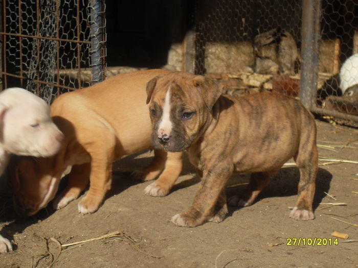 SDC14147 - poze catelusi pitbulll