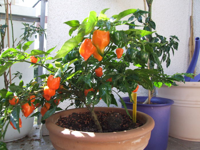 orange habanero - ardei iuti