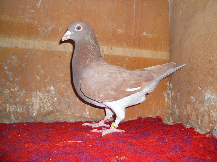 F 2013 Meulemans