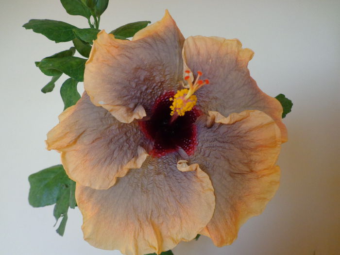 157 - HIBISCUS CLOUDY DAY