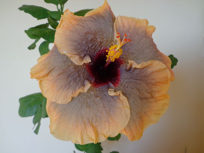 158 - HIBISCUS CLOUDY DAY