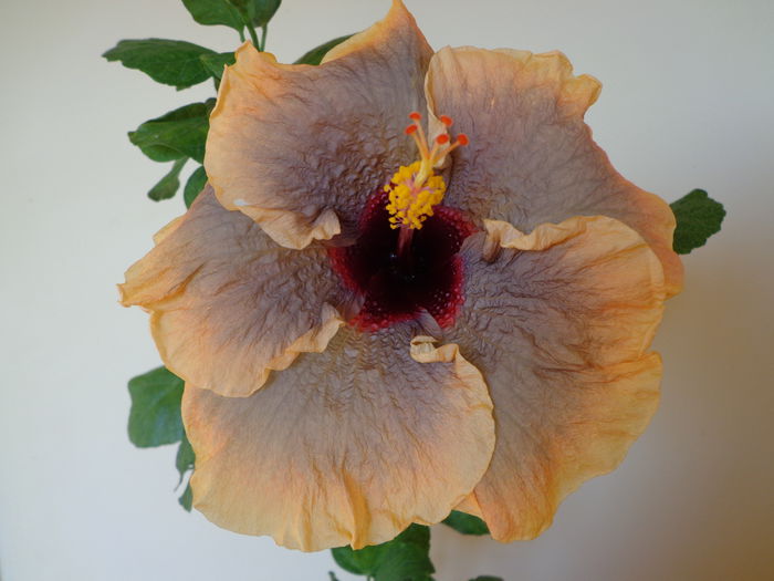 159 - HIBISCUS CLOUDY DAY