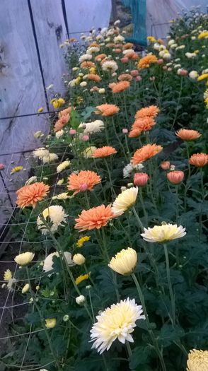 WP_20141024_003 - 0 crizanteme 2016