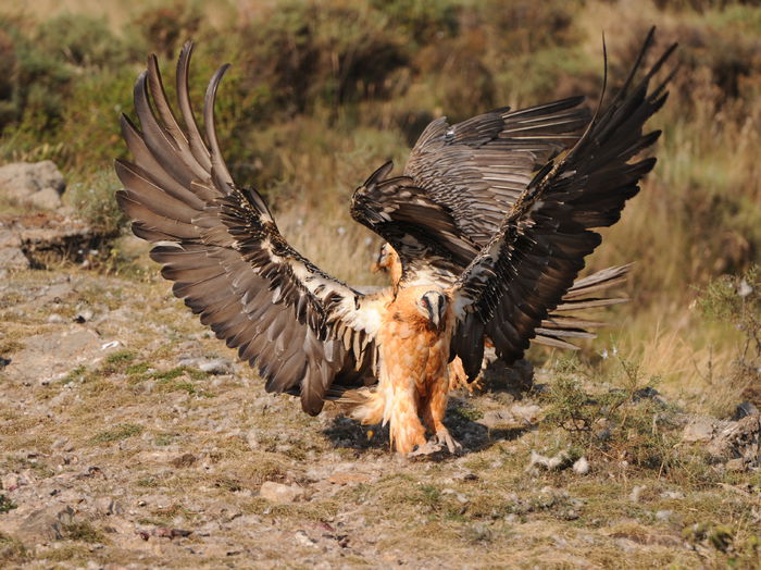 Cealhău; =Pasăre mare de curte (de obicei, cocoş)sau specie de vultur(Gypaetus barbatus)“Pă duminică oi tăie on cealhău” “Cialhăii să puie clăi/Şi croncii să strângă snopi”
