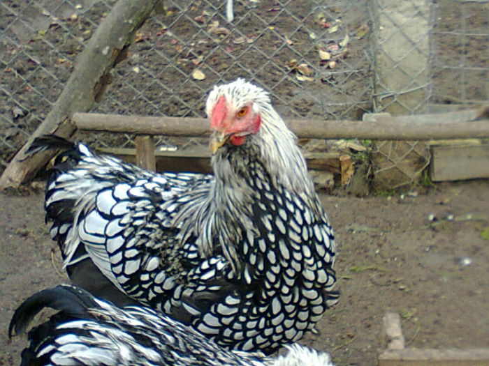 Fotografie2618 - WYANDOTTE ARGINTIU 2014-2015