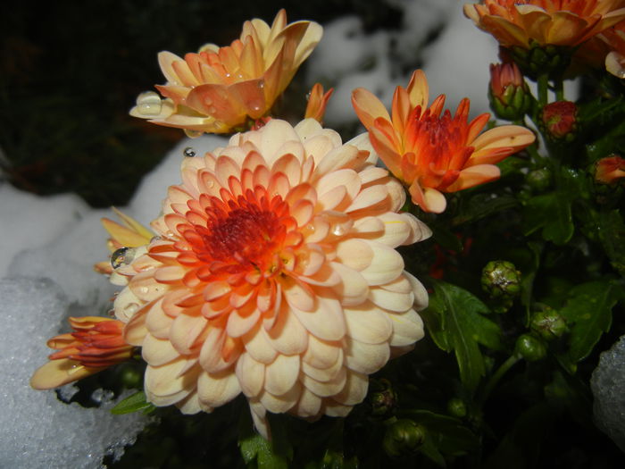 Orange Chrysanthemum (2014, Oct.26)