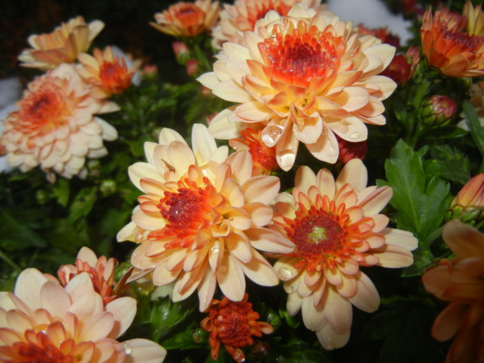 Orange Chrysanthemum (2014, Oct.26)