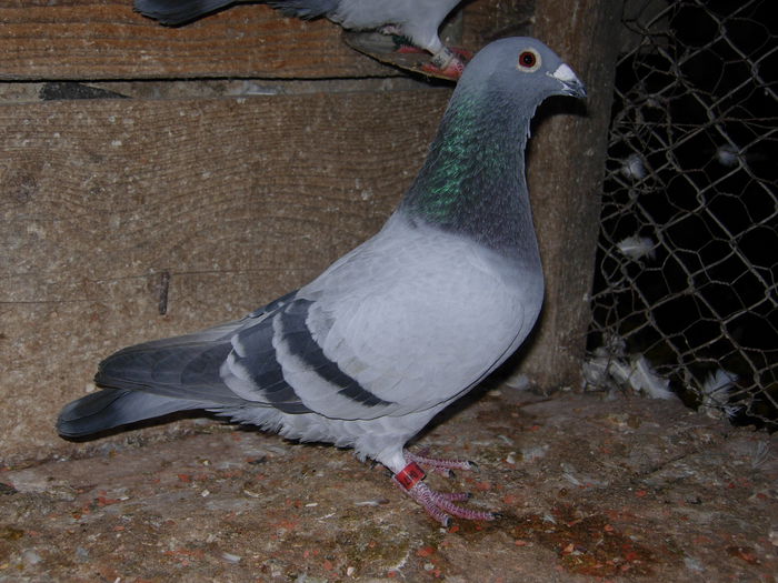 ACHIZITIE