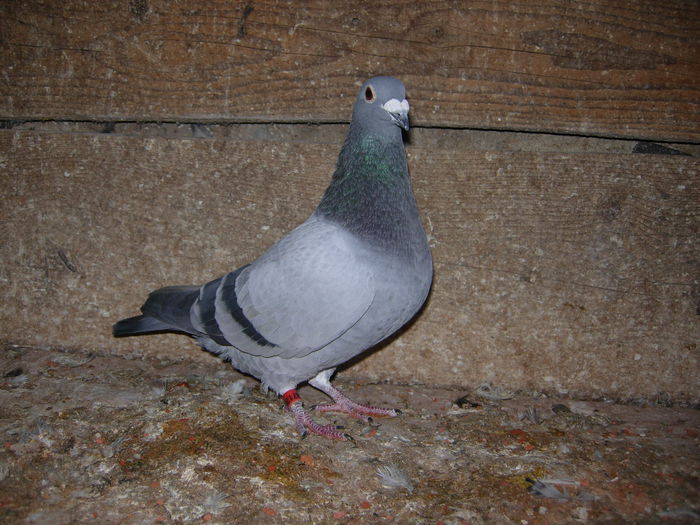 MASCUL-2010