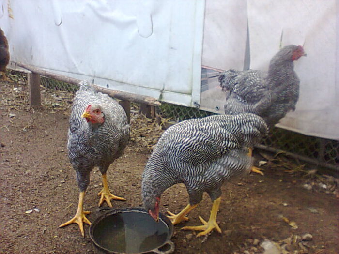 Fotografie2135 - PLYMOUTH ROCK-BARAT 2014-2015