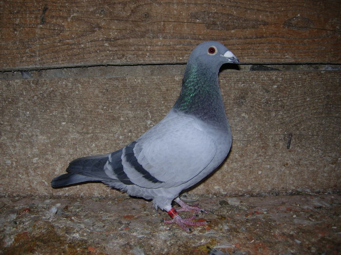 ACHIZITIE