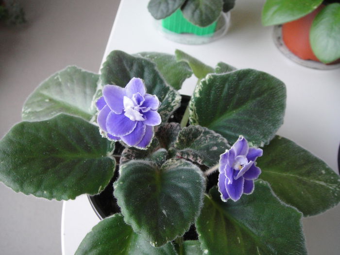Sansoucy Coco - violete