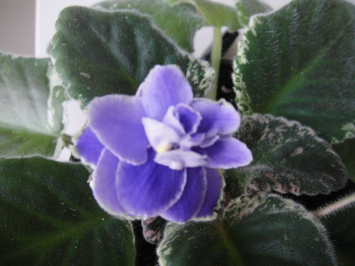 Sansoucy Coco - violete