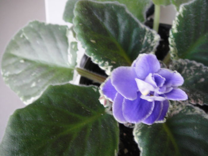 Sansoucy Coco - violete