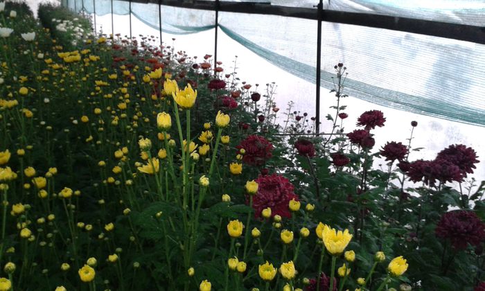 20141025_161720 - 0 crizanteme 2016